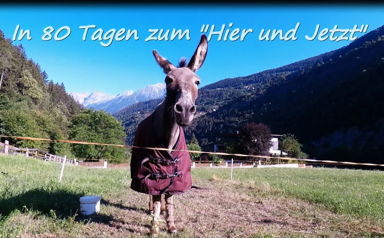 Jonny der Esel von Lotta